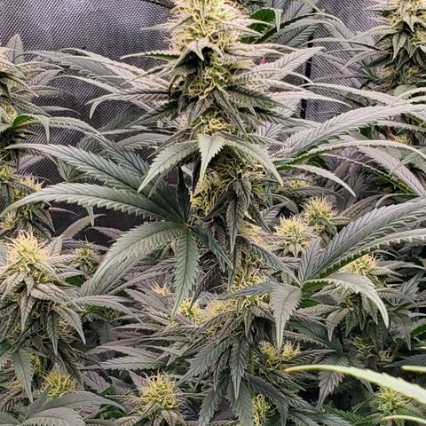 Grand Daddy Purple growlog photo: Pheno 1
