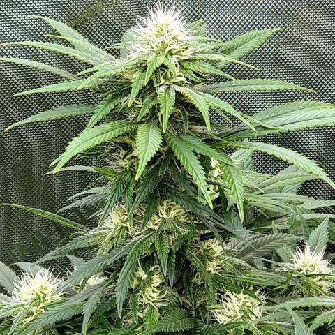Grand Daddy Purple growlog photo: Pheno 2