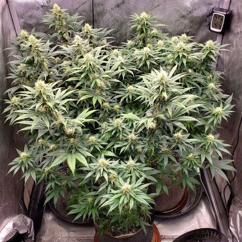 Grand Daddy Purple growlog photo: Day 28 flower