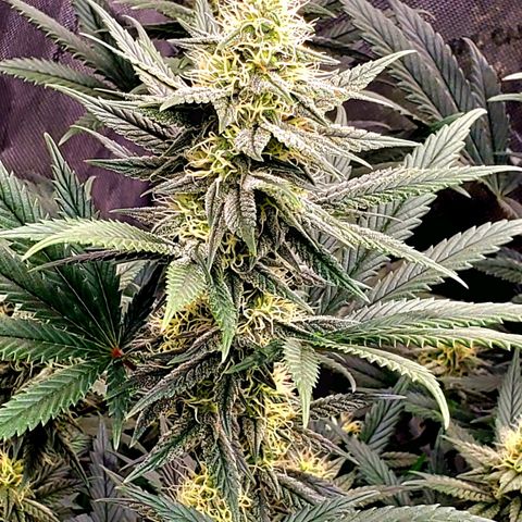 Grand Daddy Purple growlog photo: Pheno 1