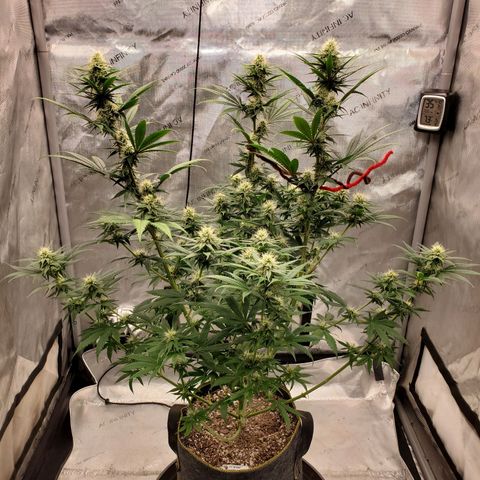 Grand Daddy Purple growlog photo: Pheno 1 In 3gal