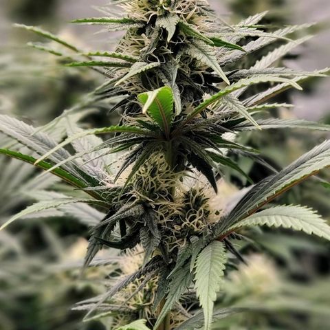 Grand Daddy Purple growlog photo: Pheno1 in 3gal