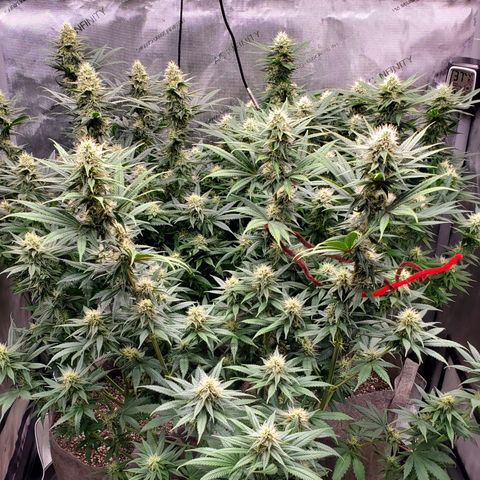 Grand Daddy Purple growlog photo: Outstanding! Carry-on. 

Next grown wirh this strain I'll top the plants and tie them down. Only using one node below the Topped stem; everything else gets chopped 