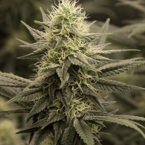 Grand Daddy Purple growlog photo: Pheno1 3gal