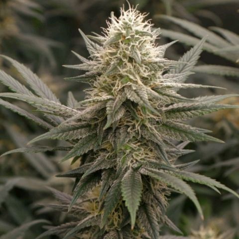 Grand Daddy Purple growlog photo: 3gal