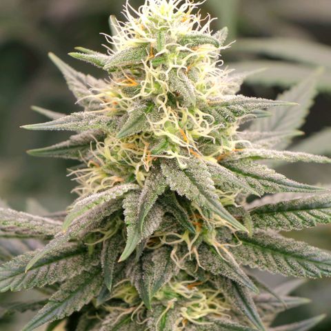 Grand Daddy Purple growlog photo: Pheno 1