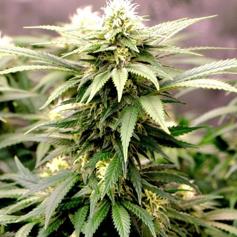 Grand Daddy Purple growlog photo: Pheno 2