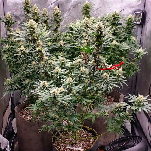 Grand Daddy Purple growlog photo: Smells like cookies!!!