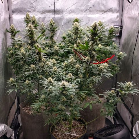 Grand Daddy Purple growlog photo: Day 35 Flower