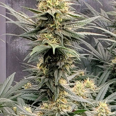 Grand Daddy Purple growlog photo: Pheno 1 bud Day 35 Flower