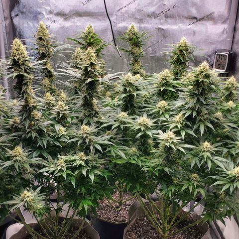 Grand Daddy Purple growlog photo: Day 37 flower