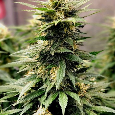 Grand Daddy Purple growlog photo: This Bud's for me!