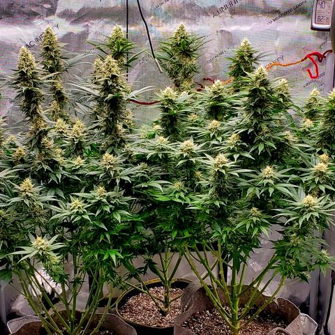 Grand Daddy Purple growlog photo: Day 38 Flower