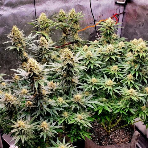 Grand Daddy Purple growlog photo: Day 39 Flower
