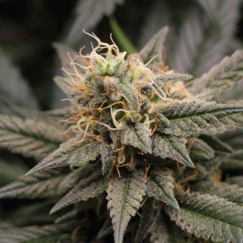 Grand Daddy Purple growlog photo: Pheno 1 lower bud