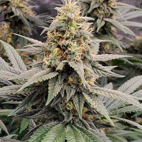 Grand Daddy Purple growlog photo: Pheno1 frosty goodness!