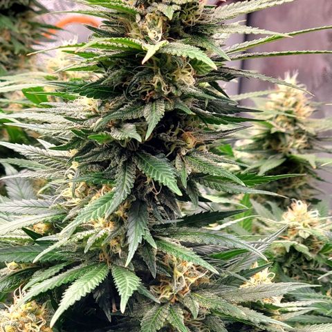 Grand Daddy Purple growlog photo: Pheno 2 Day 41 flower