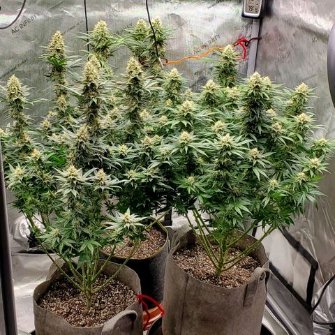 Grand Daddy Purple growlog photo: Day 41 flower 2030hrs
77F 40rh 👍🏽