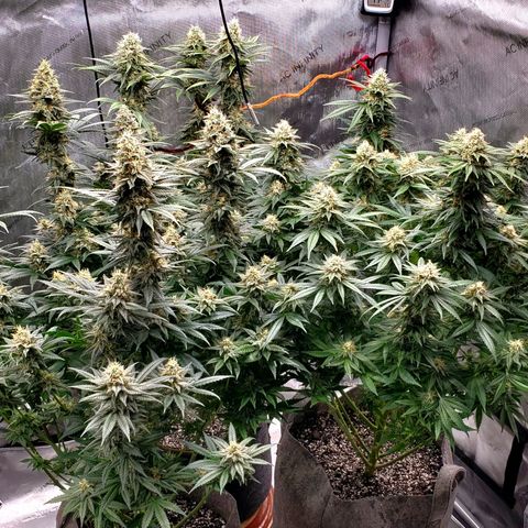 Grand Daddy Purple growlog photo: Day 42 Flower