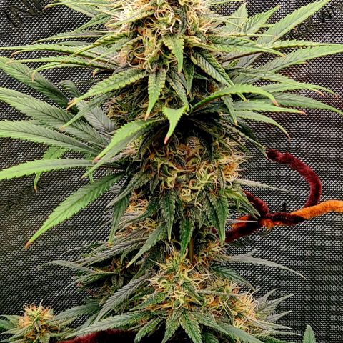 Grand Daddy Purple growlog photo: 3gal 4wk veg