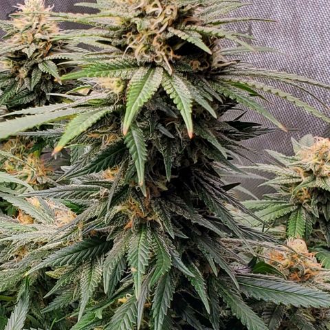 Grand Daddy Purple growlog photo: Pheno 2