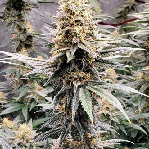 Grand Daddy Purple growlog photo: Pheno 1