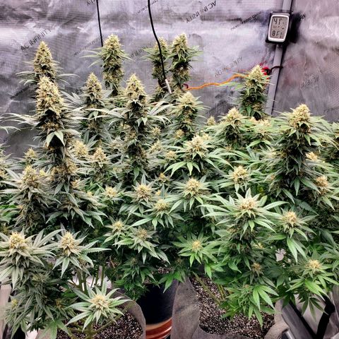 Grand Daddy Purple growlog photo: Day 44 Flower