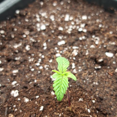 Wedding Cake WeedSeedShop growlog timeline photo