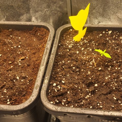 Wedding Cake WeedSeedShop growlog timeline photo