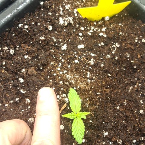 Wedding Cake WeedSeedShop growlog timeline photo