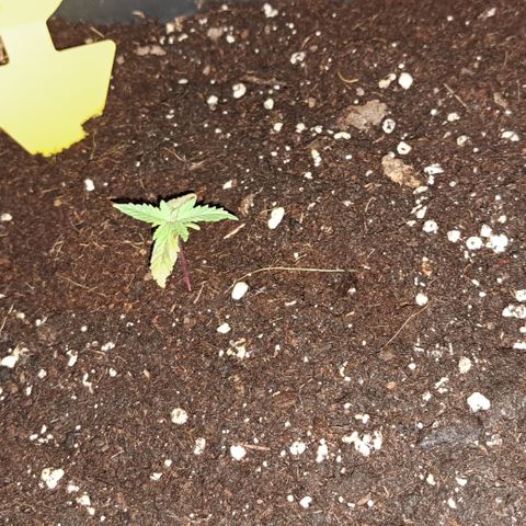 Wedding Cake WeedSeedShop growlog timeline photo
