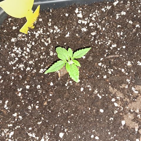 Wedding Cake WeedSeedShop growlog timeline photo