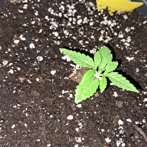 Wedding Cake WeedSeedShop growlog timeline photo