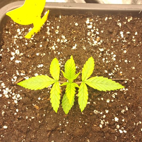 Wedding Cake WeedSeedShop growlog timeline photo