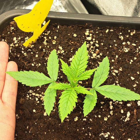 Wedding Cake WeedSeedShop growlog timeline photo