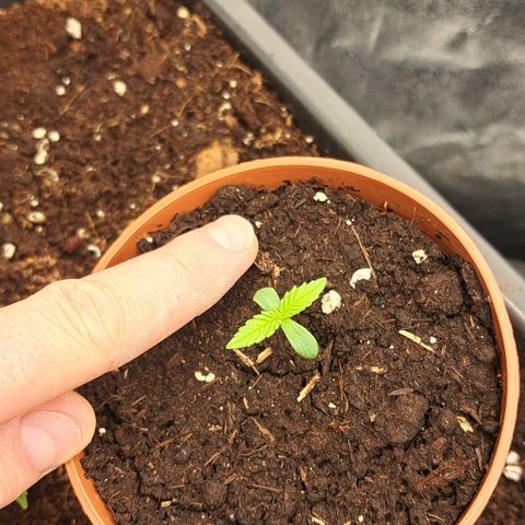 Wedding Cake WeedSeedShop growlog timeline photo