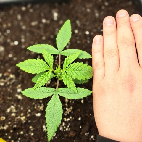 Wedding Cake WeedSeedShop growlog timeline photo