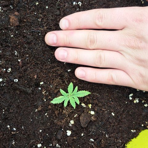 Wedding Cake WeedSeedShop growlog timeline photo