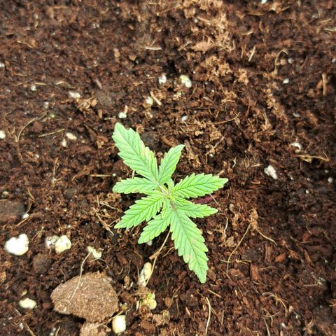 Wedding Cake WeedSeedShop growlog timeline photo