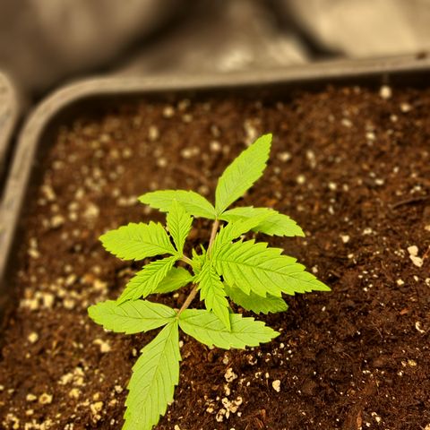 Wedding Cake WeedSeedShop growlog timeline photo