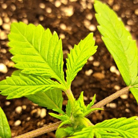 Wedding Cake WeedSeedShop growlog timeline photo