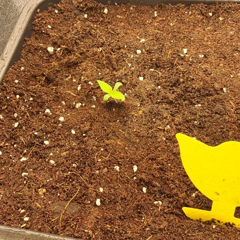Royal Cheese RQS (Fast Flowering) growlog timeline photo