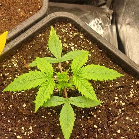 Wedding Cake WeedSeedShop growlog timeline photo