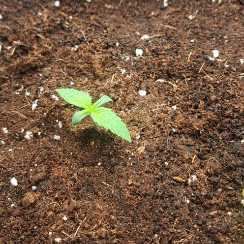 Wedding Cake WeedSeedShop growlog timeline photo