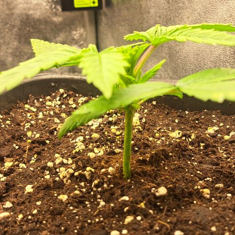 Wedding Cake WeedSeedShop growlog timeline photo
