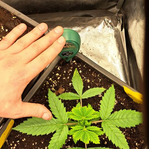 Wedding Cake WeedSeedShop growlog timeline photo