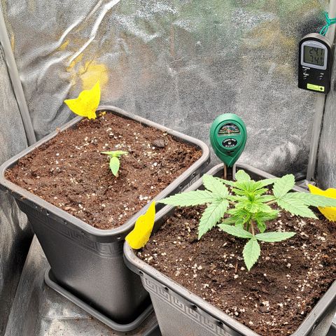 Wedding Cake WeedSeedShop growlog timeline photo