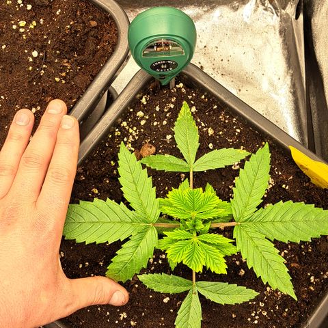 Wedding Cake WeedSeedShop growlog timeline photo