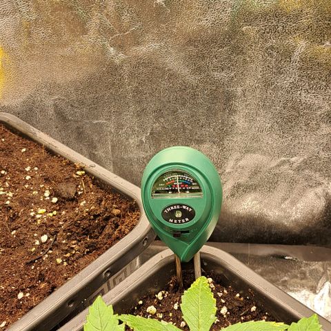 Wedding Cake WeedSeedShop growlog timeline photo