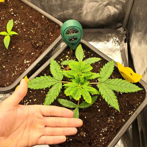 Wedding Cake WeedSeedShop growlog photo: Luftfeuchtigkeit: 66%
Temperatur: 22°c